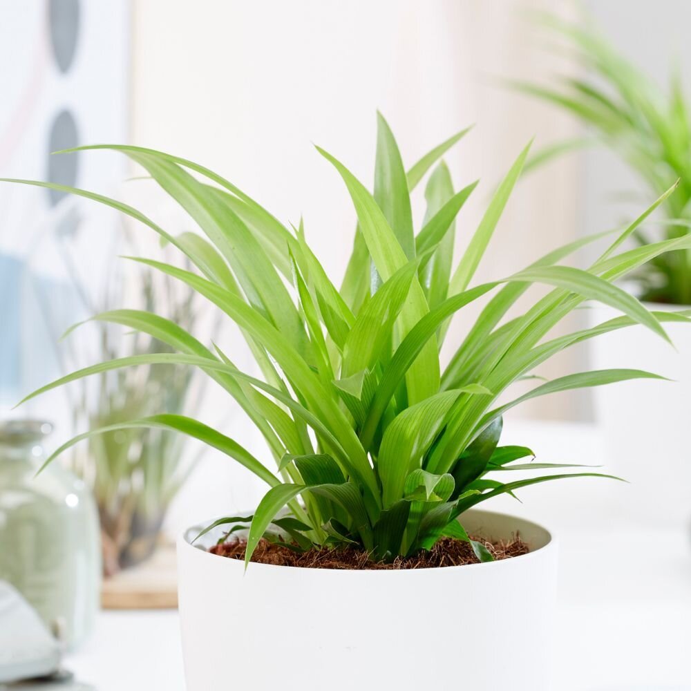 Хлорофитум хохлатый chlorophytum comosum. Хлорофитум comosum lemon. Хлорофитум хохлатый chlorophytum comosum. Хлорофитум хохлатый. Хлорофитум хохлатый цветок.