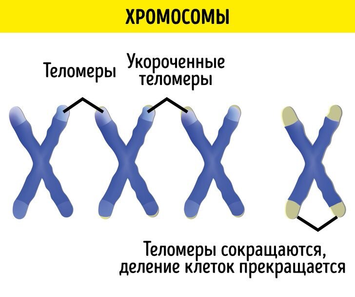 В чем заключается причина старения?