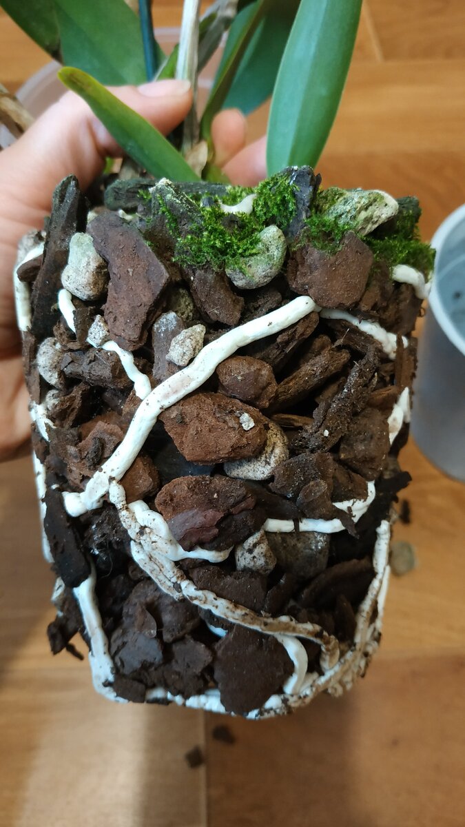 Каттлея, вынутая из транспортировочного горшка