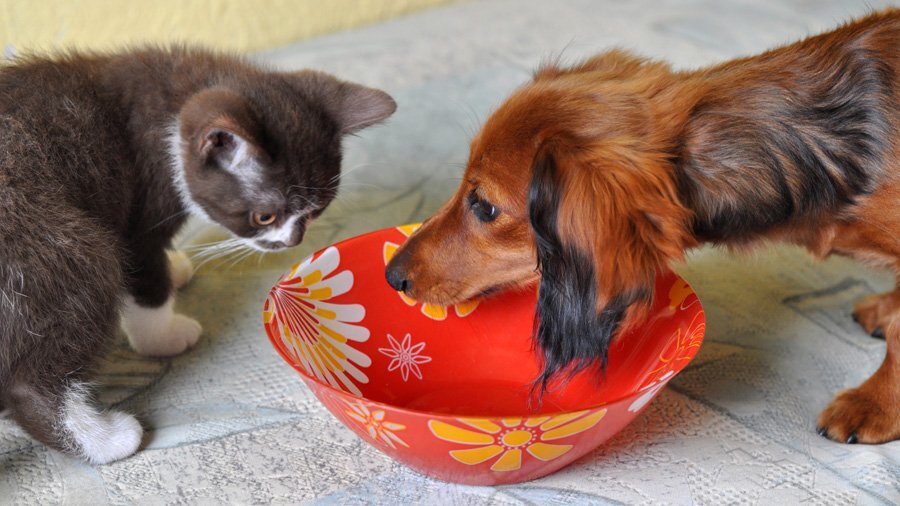 Ни у кого не возникает сомнения, что щенки точно пьют молоко матери. В молоке содержится сахар, который также называют лактозой, для расщепления которой необходим фермент, называемый! Наверняка, когда вы представляете себе животное, пьющее молоко, первыми, кто приходит на ум, являются коты, с удовольствием лакающие его из своей миски. Ведь они любят этот продукт настолько, что могут пить его практически бесконечно. Но, если вспомнить об остальных четвероногих питомцах, можно ли с уверенностью утверждать, что собаки пьют молоко? Большинство собак могут пить коровье или козье молоко, но также встречаются собаки с непереносимостью лактозы. При этом, большинство собак все-таки запросто могут пить молоко. 
В каких случаях собаки могут пить молоко?

Ни у кого не возникает сомнения, что щенки точно пьют молоко матери. В молоке содержится сахар, который также называют лактозой, для расщепления которой необходим фермент, называемый лактазой. Как правило, в организме щенков этот фермент присутствует в достаточном большом количестве, поэтому расщепление материнского молока в период вскармливания не вызывает проблем. Однако, с легкостью воспринимая материнское молоко, щенки совершенно не переносят коровье или козье молоко, которым вы, возможно, захотите угостить их, найдя его в своем холодильнике.

Бывает ли у собак непереносимость лактозы?

Как только щенки прекращают получать материнское молоко, в их организме снижается уровень выработки лактазы, что со временем приводит к непереносимости лактозы большинством собак. При непереносимости лактозы, организм собаки проявляет симптомы, подобные тем, которые появляются у людей в этом состоянии.

У собак могут проявляться разные степени непереносимости лактозы, у некоторых из питомцев, сразу же после приема молока, могут наблюдаться нарушения работы желудочно-кишечного тракта, а у некоторых симптомы могут вообще отсутствовать, в то время как у остальных могут наблюдаться серьезные клинические симптомы.

Молоко и молочные продукты, в большинстве случаев, становятся частой причиной возникновения пищевой аллергии у собак. Пищевая аллергия на молоко или молочную продукцию может проявляться в виде раздражения, покраснения или зуда на коже, а также желудочно-кишечными расстройствами, которые сопровождаются рвотой и диареей.

Что может случиться, если собака выпьет молоко?

У взрослых собак процесс расщепления проходит намного медленнее из-за недостаточного количества фермента лактазы, который расщепляет сахар в молоке. Лактоза, находящаяся в молоке, попадает в желудочно-кишечный тракт, а оттуда в толстый кишечник, где неусвоенный сахар способствует накоплению жидкости и вызывает диарею, в дополнение к этому, процесс брожения в толстой кишке может стать причиной метеоризма и дискомфорта.

При недостаточном уровне лактазы, употребление молока взрослой собакой становится причиной желудочно-кишечных расстройств в виде диареи и рвоты.
В это же время, цельное молоко и остальные молочные продукты могут содержать жир, который также приводит к диарее и рвоте. Ко всему прочему, при употреблении молочной продукции, особенно с высоким уровнем жирности, у собак может развиться такое потенциально серьезное заболевание, как панкреатит, которое чаще всего им не свойственно.

Что делать, если собака выпила молоко?

Не стоит сильно беспокоиться, если собака случайно лизнула мороженное или отпила из вашей кружки немного молока, если только у нее нет аллергии (в этом случае необходимо избегать употребления собакой большого количества молока или молочных продуктов).

Расстройства желудочно-кишечного тракта, как правило, наблюдаются в течение 12 часов после употребления молока.
Поэтому, если ваш питомец случайно добрался до молочных продуктов, какое-то время ему может потребоваться чуть больше вашей поддержки, чем обычно, будьте готовы к проявлению любых желудочно-кишечных расстройств и дискомфорту, включая рвоту и/или диарею.