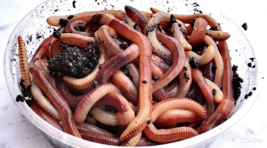 фото - Яндекс.Картинки