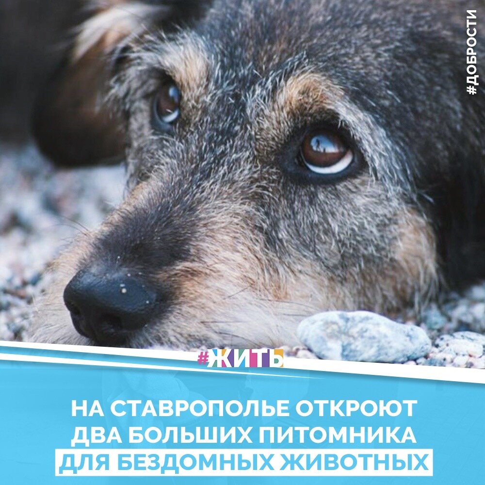 Рубрика "Добрости" ❤️😁

НА СТАВРОПОЛЬЕ ОТКРОЮТ ДВА БОЛЬШИХ ПИТОМНИКА ДЛЯ БЕЗДОМНЫХ ЖИВОТНЫХ

Питомники создадут в 2020 году в Предгорном районе и Изобильненском округе.

«Ещё на шаг приближаемся к цивилизованному решению проблемы бродячих животных на улицах наших городов и сёл. Здесь, главное, избежать крайностей. Чтобы обойтись без жестокости, и в то же время обезопасить людей», — пишет Владимир Владимиров.

Отмечается, что каждый из объектов сможет вместить по две тысячи четвероногих собратьев. Глава региона добавил, что отвечать за их работу будет управление ветеринарии, а на администрации муниципалитетов возложат обязанности по отлову и транспортировке животных.

Известно, что финансировать эту работу будут из бюджетных средств:

«В питомниках бездомные животные будут лечиться и стерилизоваться. Также будем стараться искать им новых хозяев», — подчеркнул Владимир Владимиров.

Ранее сообщалось, что в Ессентуках прошла благотворительная выставка-раздача «Котопёс». Подобное мероприятие организовали и в Кисловодске.

 Друзья, делитесь этой добростью у себя на странице☺️
 Пусть о хороших и добрых новостях узнает как можно больше людей 😁 😊

#жить #проектжить #добрости