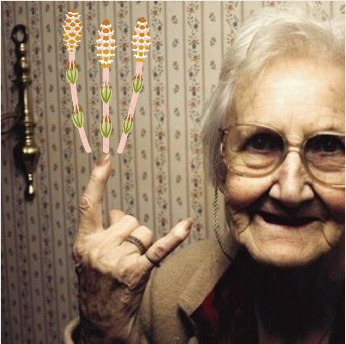 Бабуля ерунды не посоветует! Полируй хвощиком мебель лакированную!     