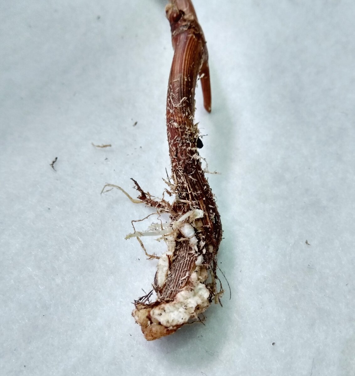 Галловая нематода. Есть корень кривой и рогатый целебною силой. Слова в которых есть корень и окончание. Проглотить в корне. Весенняя капустная муха личинка.