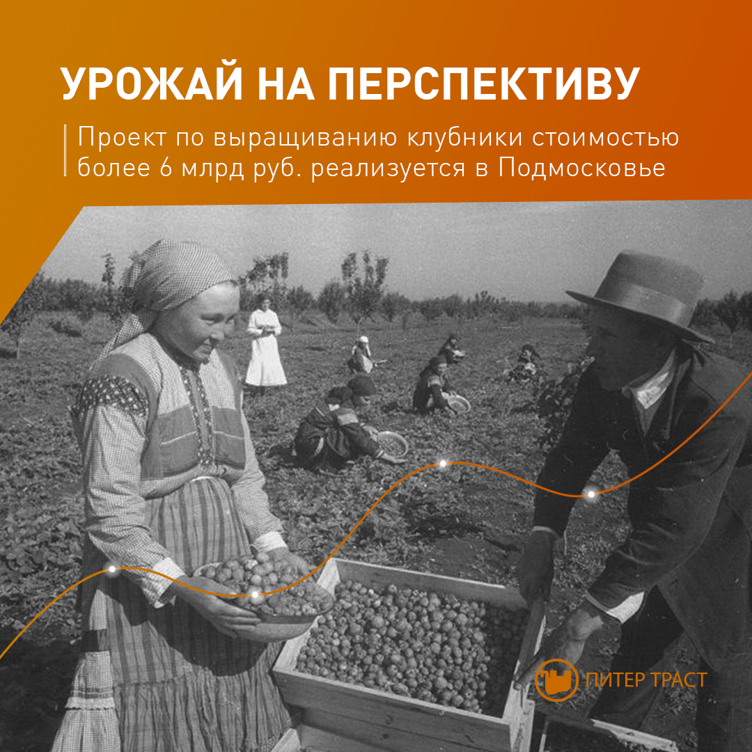 Собирают первый урожай. Старый колхоз. Сбор ягод в годы войны. Колхозный урожай. Крестьяне собирающие клубнику