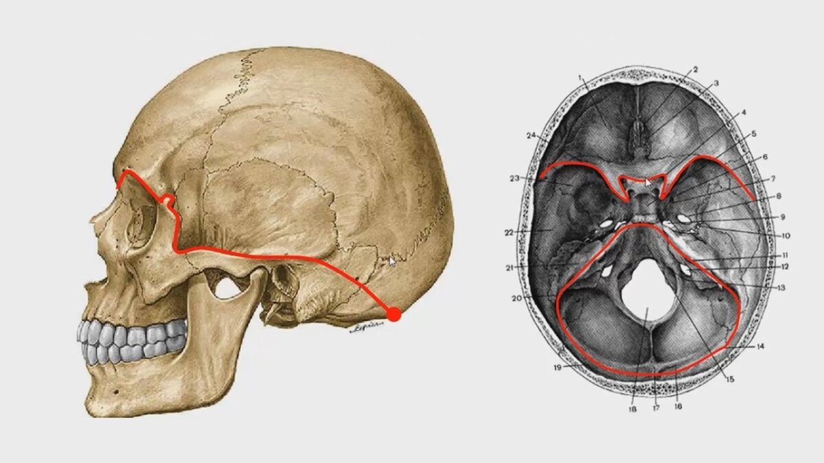 Основание черепа картинка