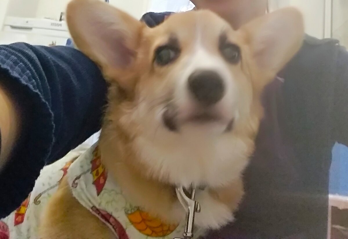 У собак породы корги есть серьезные и не излечимые генетические заболевания