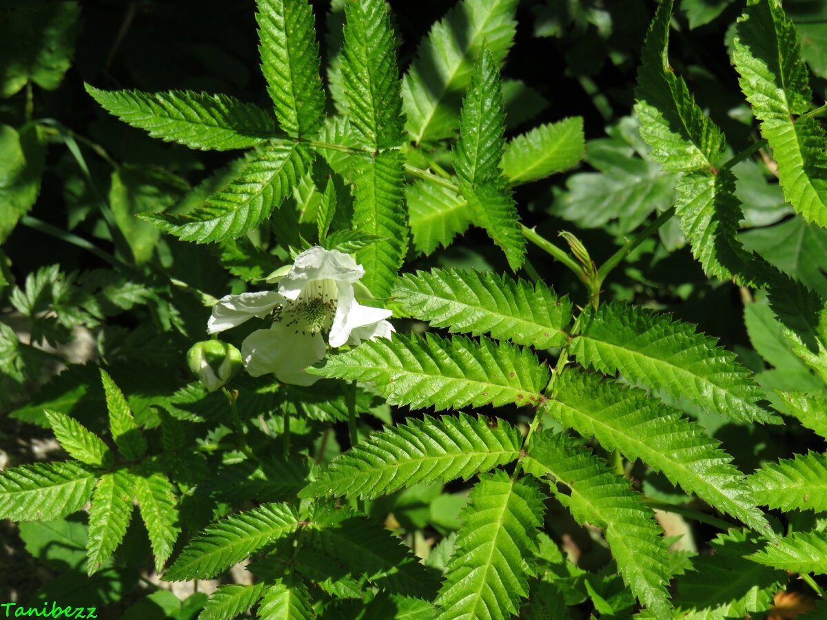 Тибетская земляничная малина / Rubus illecebrosus