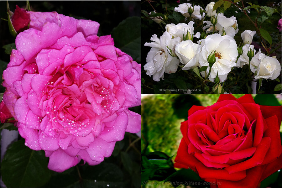 Розы моего сада