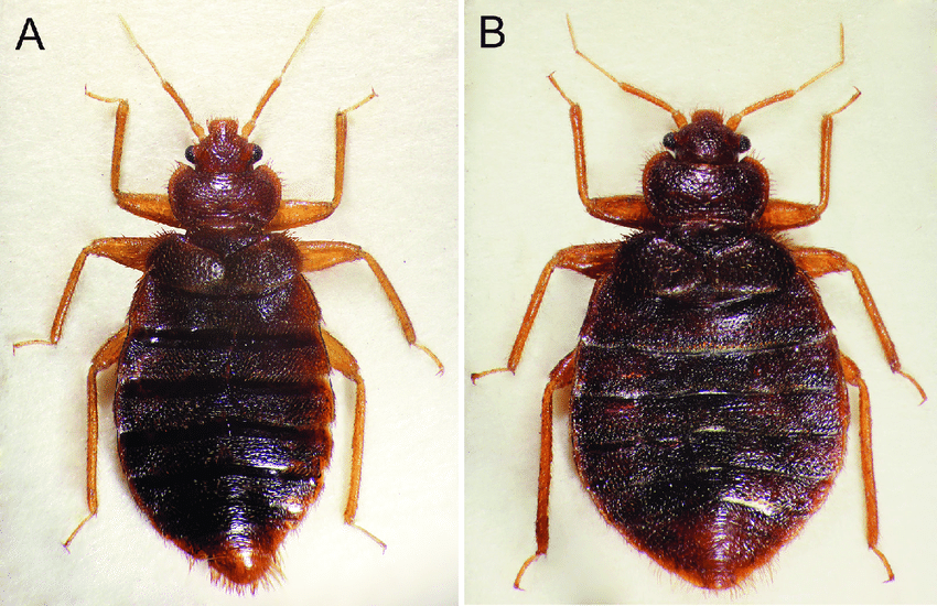 Types of Bed Bugs - Pest-Help.com