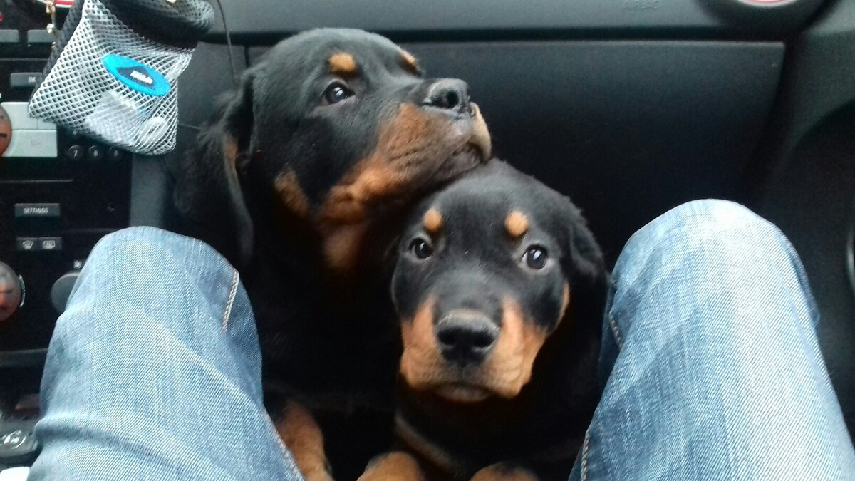 едем на последнию прививку, на руках у подруги Рин уже не помещалась, да и Торик у меня на руках не особо