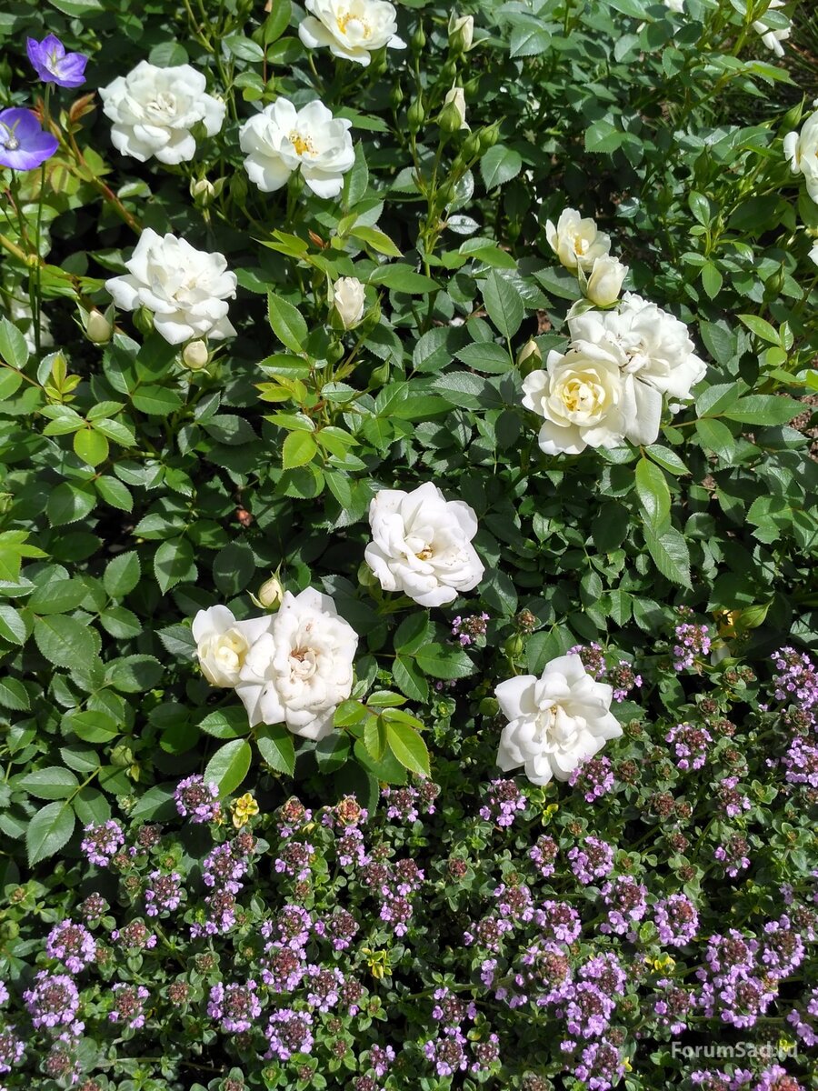 Роза и тимьян 