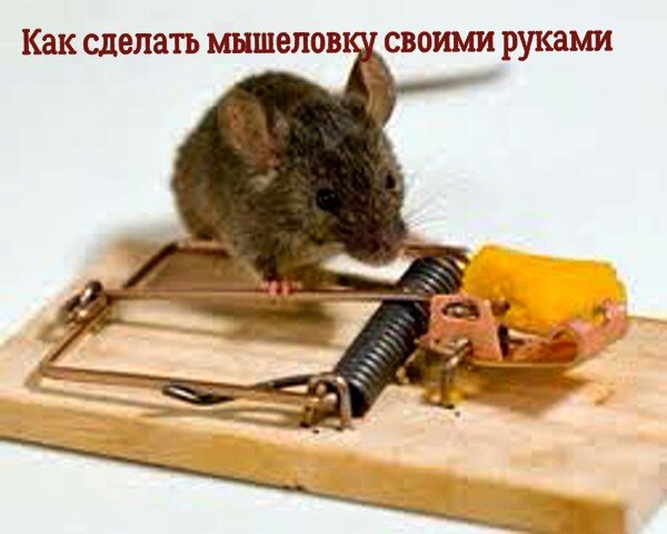Как сделать мышеловку своими руками
