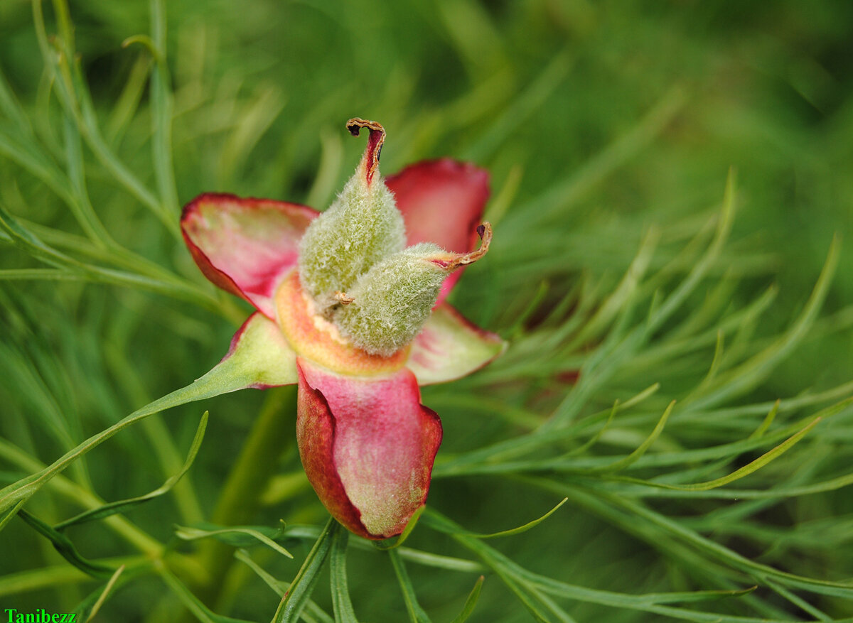 Youngia tenuifolia