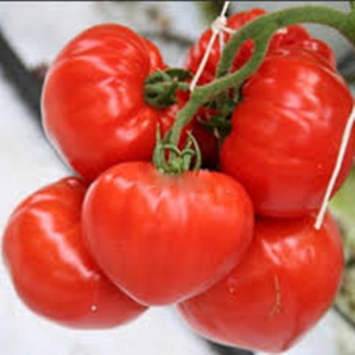 Томат "Cappa F1" (фото из открытого источника)