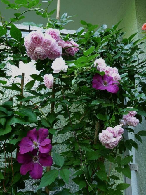 Как садить и ухаживать за плетистыми розами