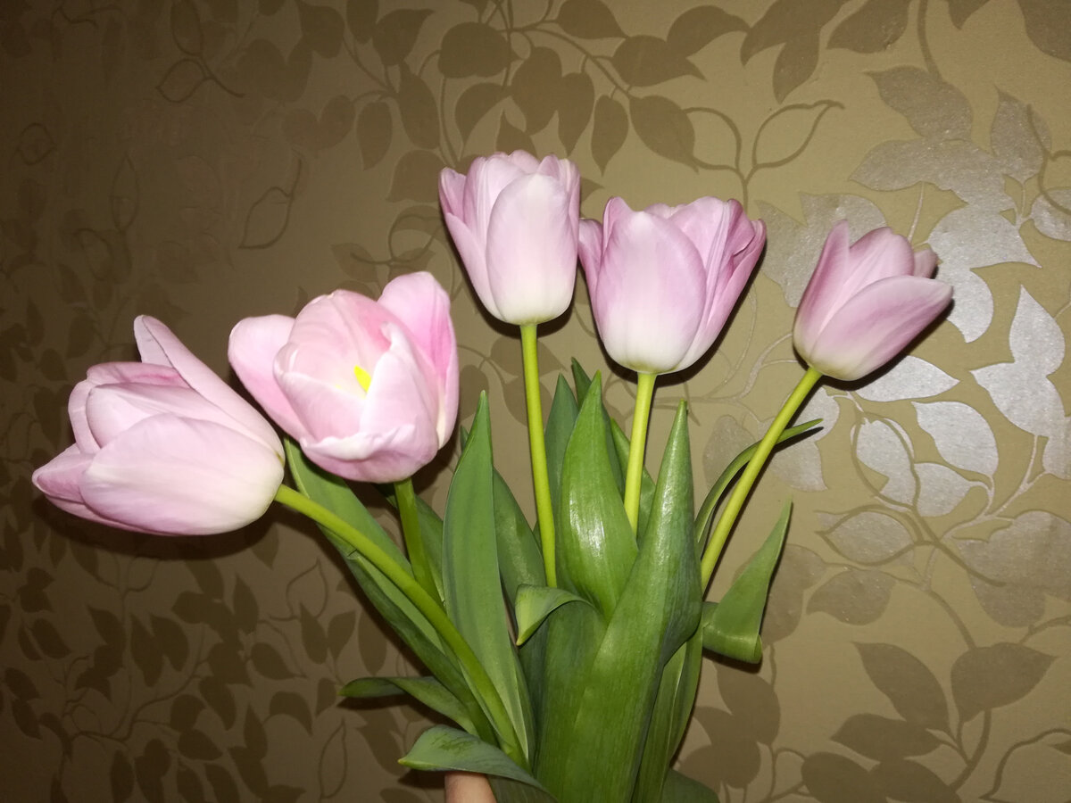 муж не подарил теще цветы