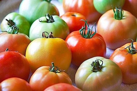 Помидоры кормящей маме. Семена низкорослых томатов. Селекция помидоров. Низкорослые томаты. Селекционные томаты.