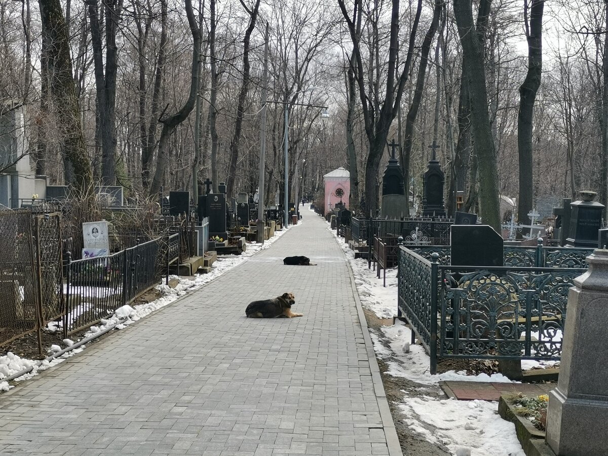 Собаки ведут себя спокойно в окружении надгробий и склепов