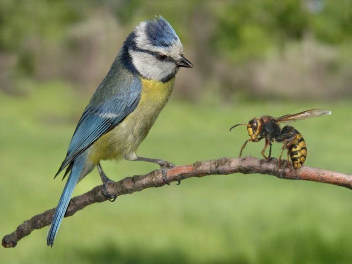 Яндекс. Картинки