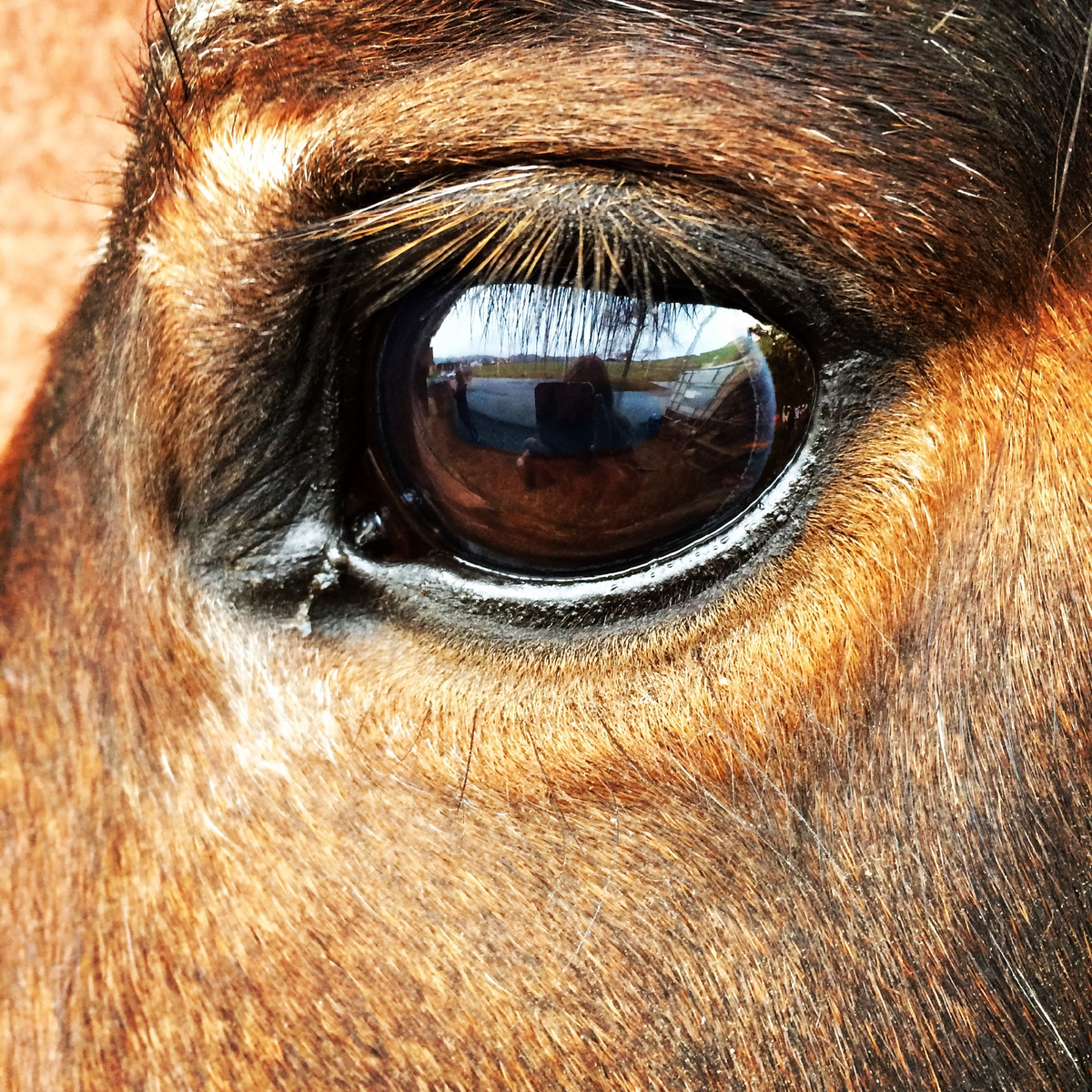 Офтальмология лошади