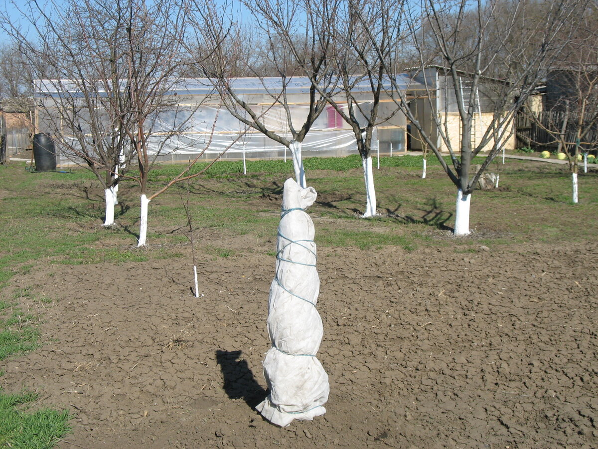 Попробую выращивать инжир. Мой сад.