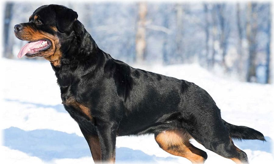 Ротвейлер фото c устремленным взглядом