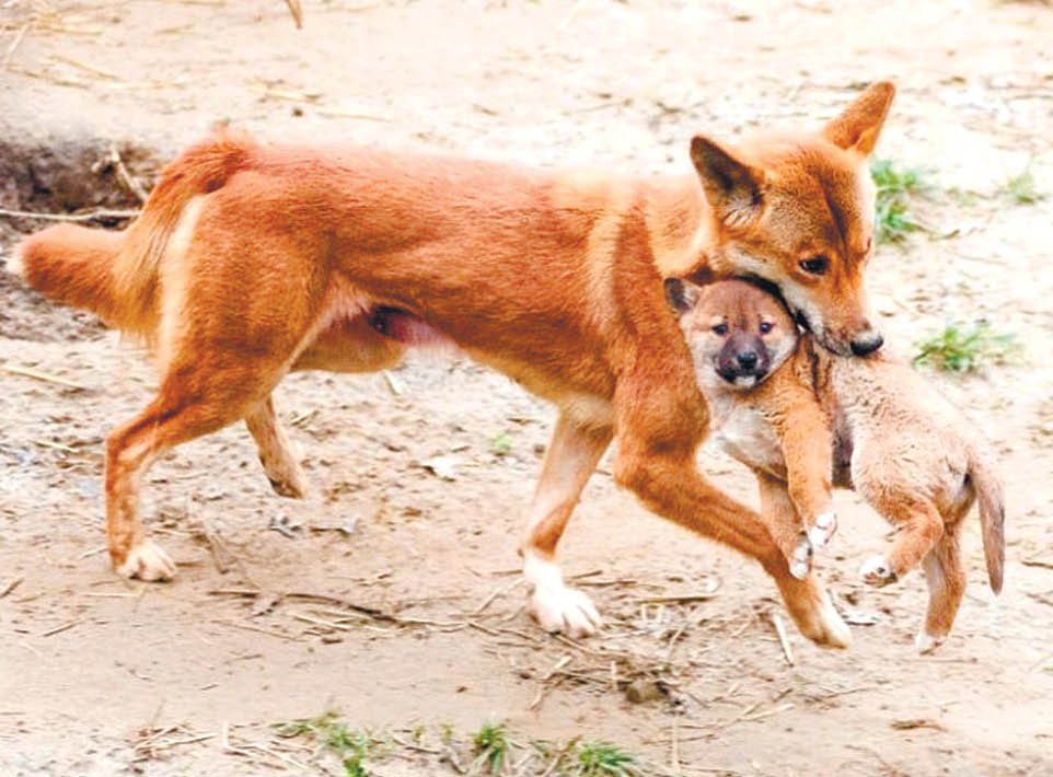 Как выглядит собака динго Dingo The Australian Museum