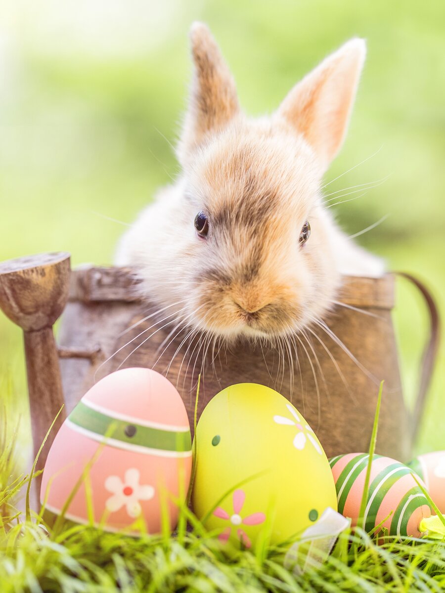 Католическая пасха фото. Пасхальный кролик. Пасха заяц. Пасхальный зайчик. Пасхальный кролик с яйцами.
