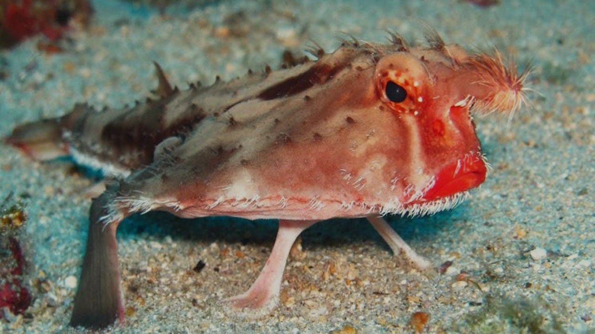 Нетопырь Дарвина