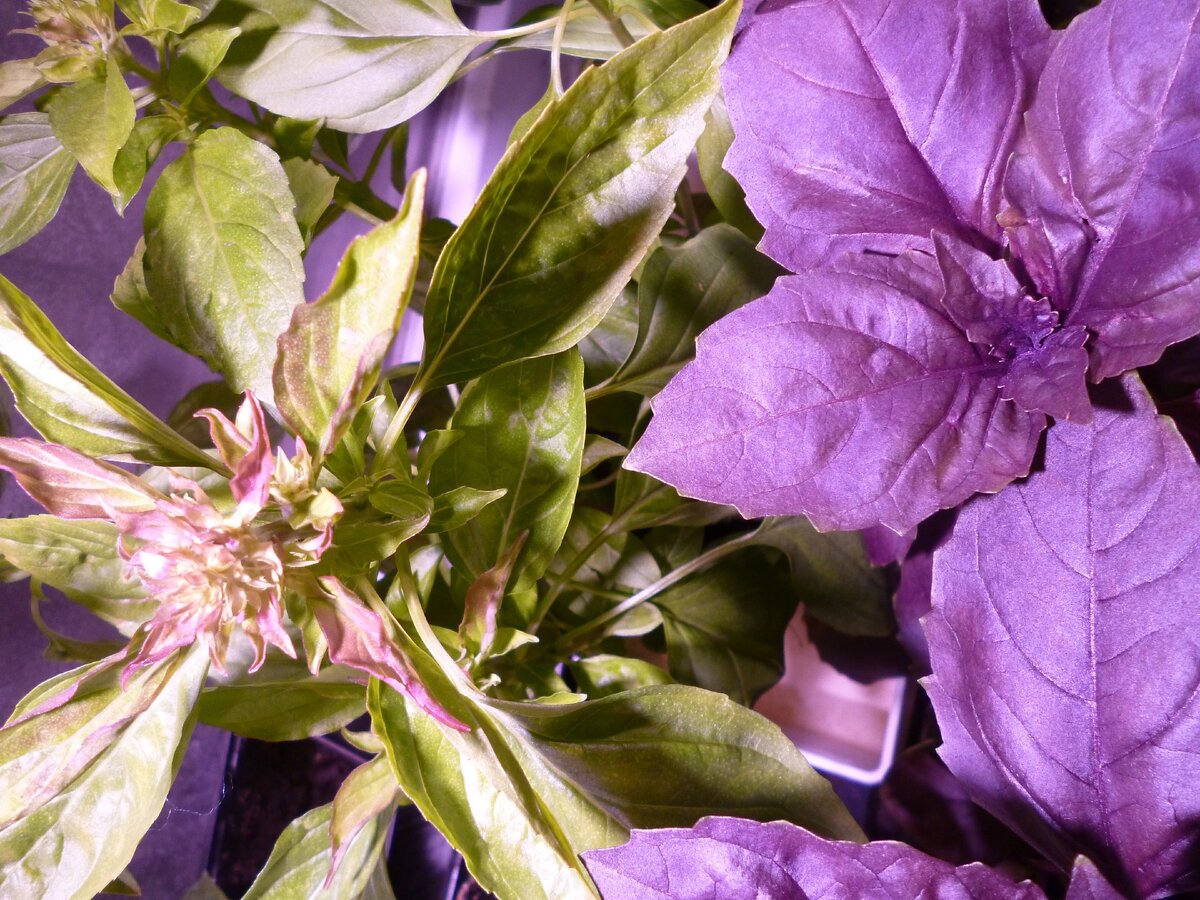 базилик (посев январь 2020г.) фото от 07.04.2020