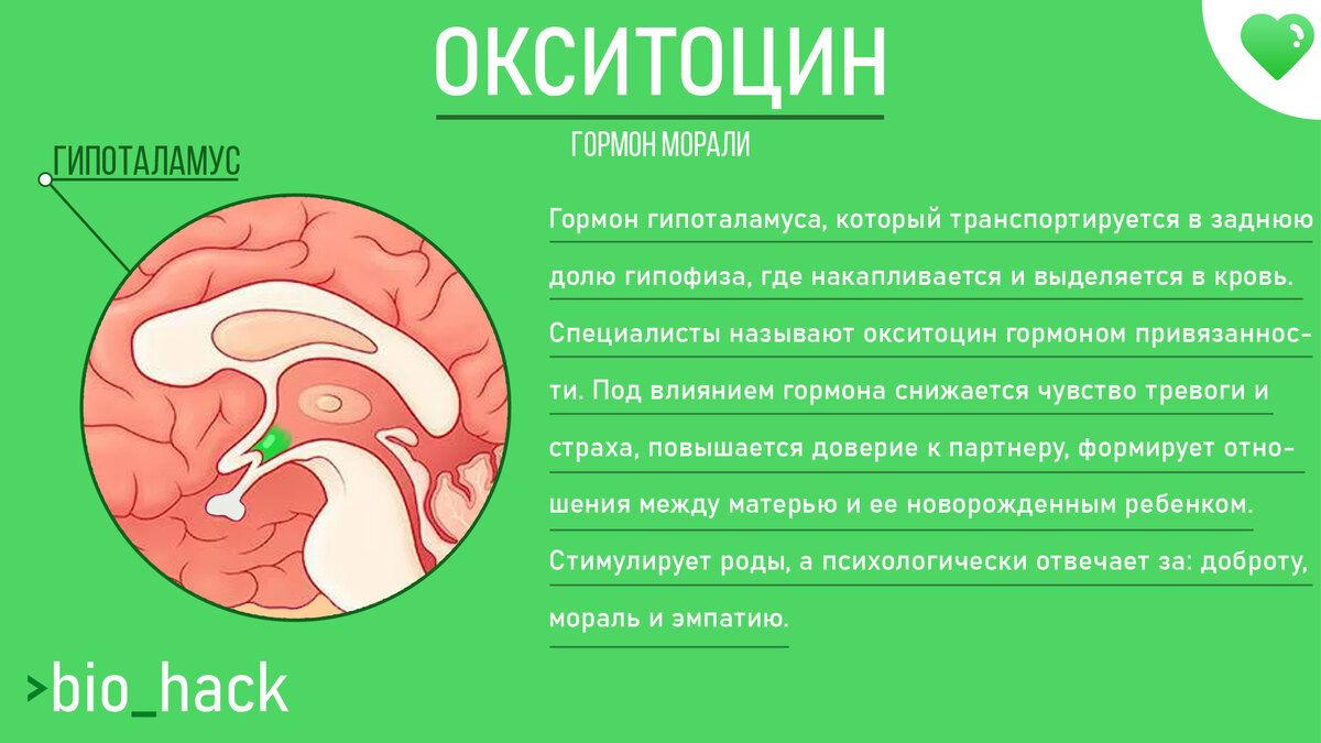 Популярно про гормоны. | BIOHACK | Дзен