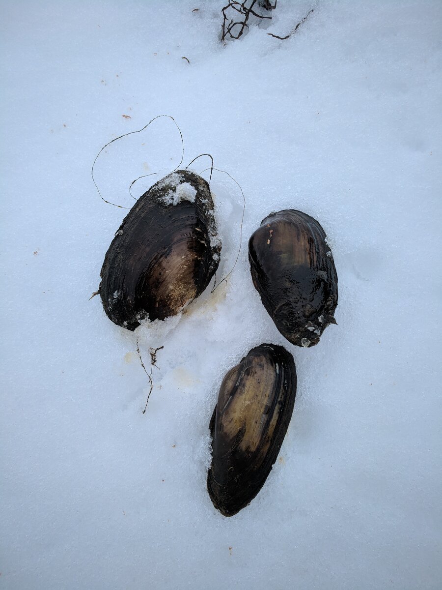 Пойманные моллюски, из одного торчит леска (фото Руслана Ефимова)