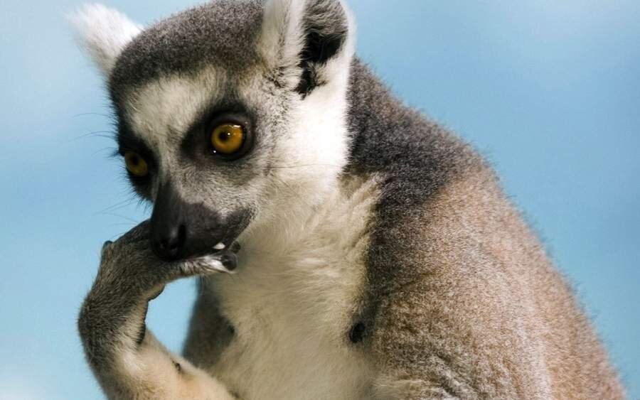 Источник: https://animalreader.ru/wp-content/uploads/2015/10/samok-bolshe-chem-samcov-animalreader.ru_.jpg