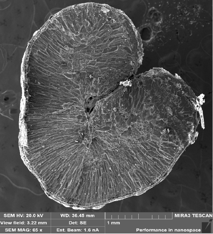 Изображение структуры зерна до и после воздействия холодной плазмы (сканируемая электронная микроскопия)