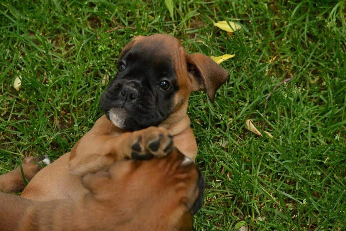 Фото нашего заводчика, моей Черри