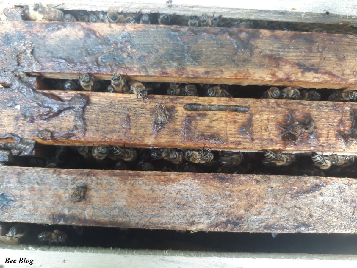 Пчелки за работой. 