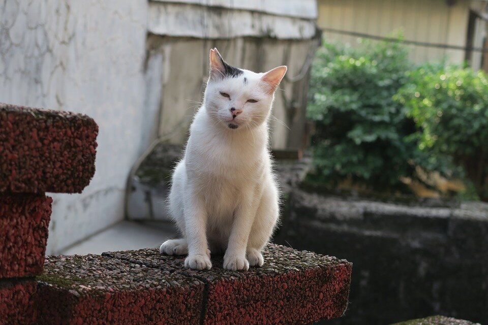 Спокойно интересно. Бессонные животные. Бессонница животные. Insomnia Cat. Animal Insomnia