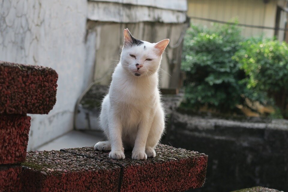 Спокойную интересную. Бессонные животные. Бессонница животные. Insomnia Cat. Animal Insomnia.