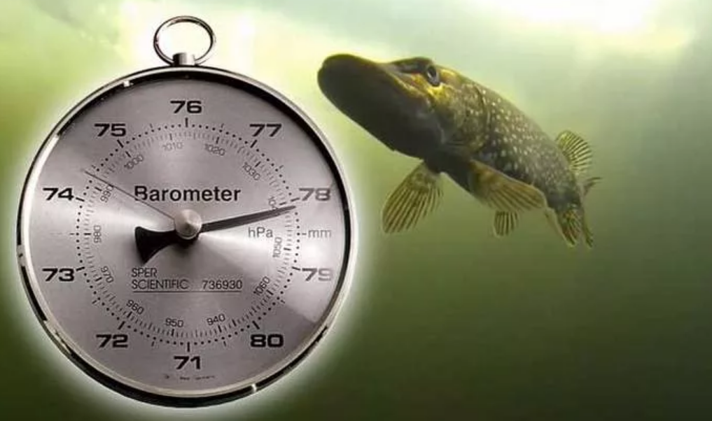 Резкий скачок давления.  фото с fishcam-store.ru