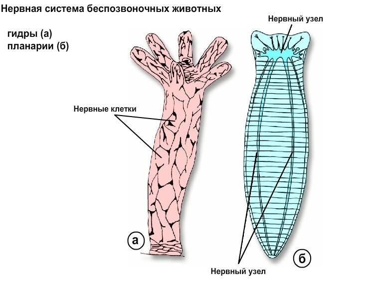 Назовите типы и виды животных нервные системы которых показаны на рисунке чем