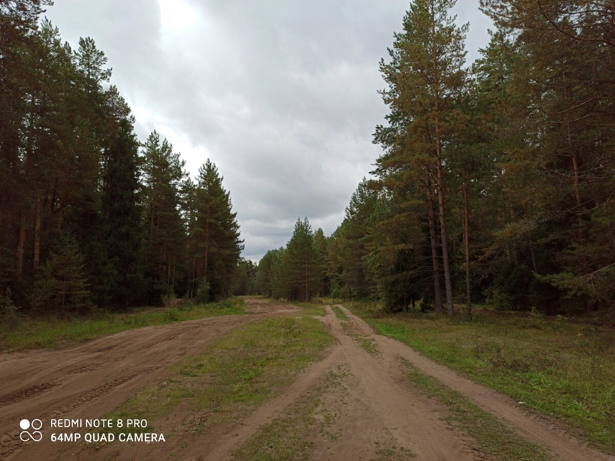 Наш Кировский лес