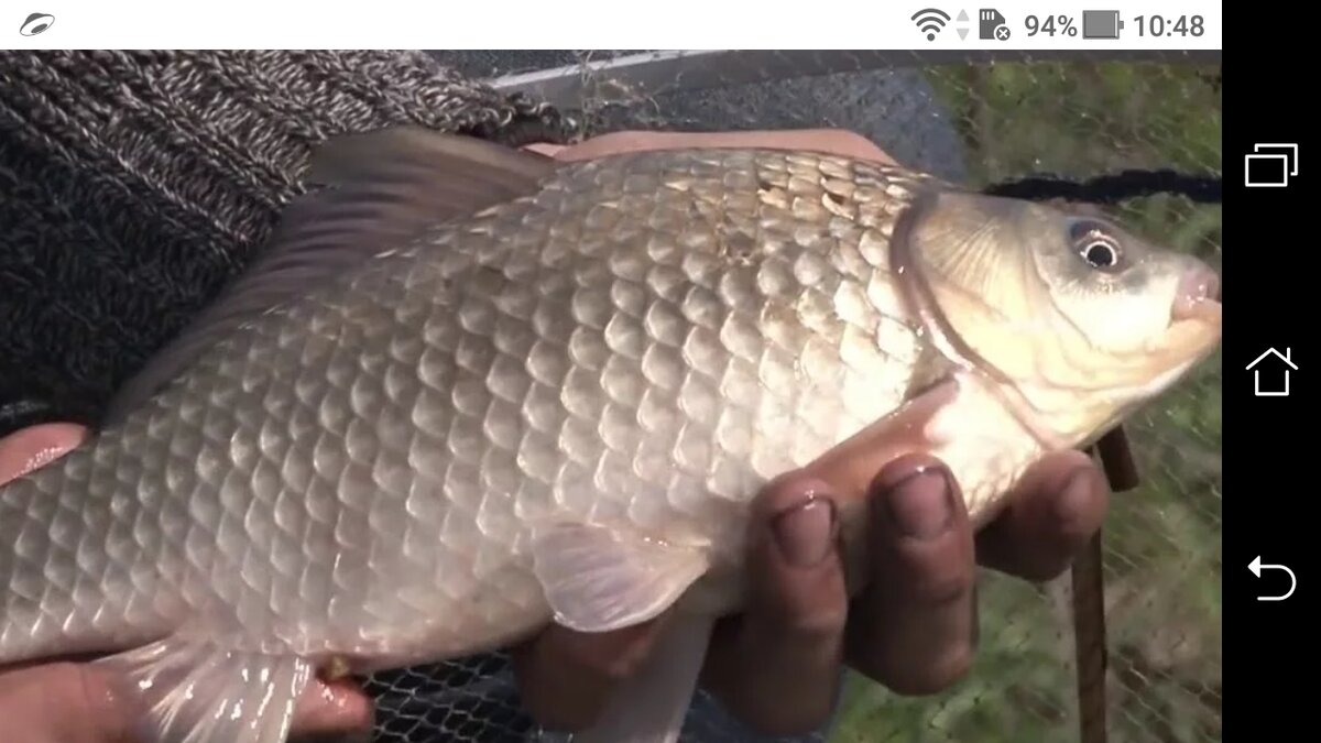 фото Как правильно установить глубину при ловле карася на поплавок