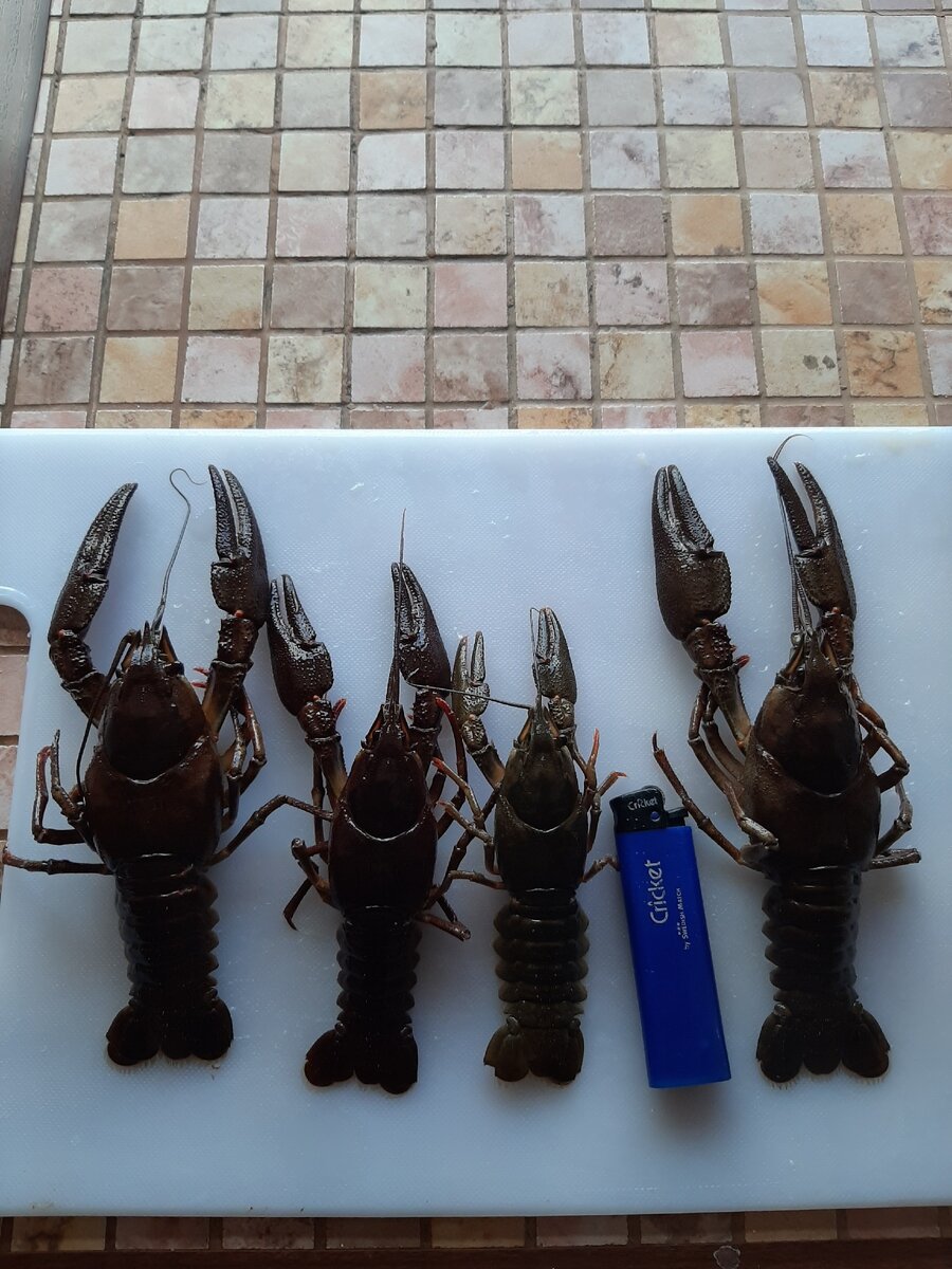 Хорошего улова 