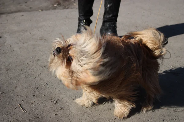 Вот такой она была в первый год, мое лохматое сокровище