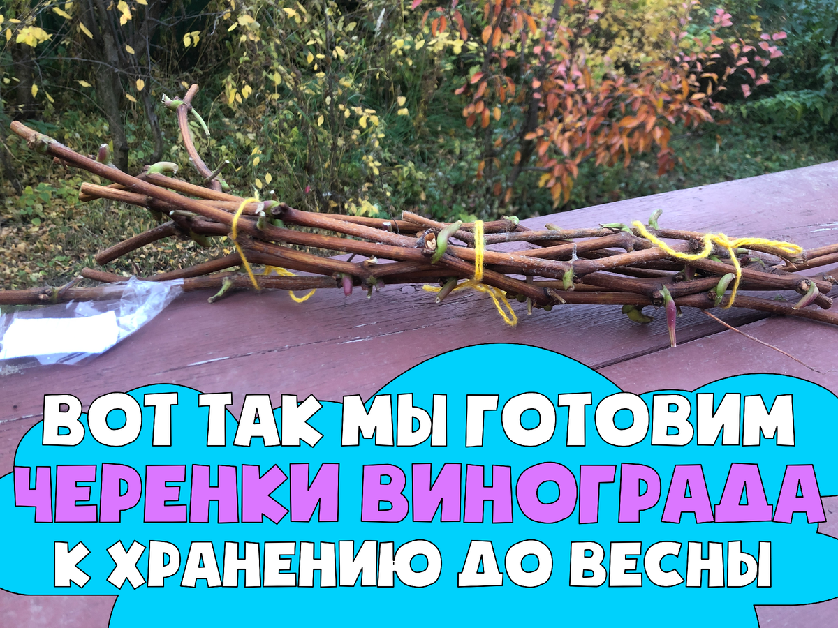 Как хранить черенки винограда до весны?