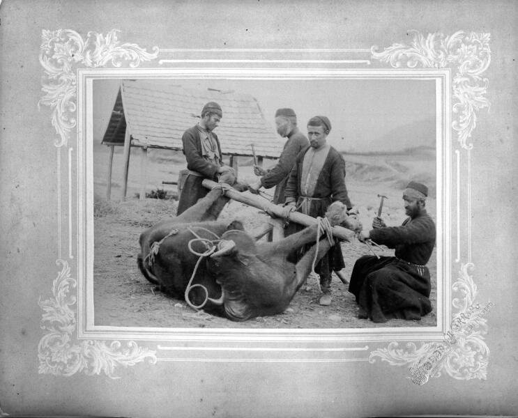 Кузнецы подковывают буйвола
Неизвестный автор, 1900-е, Терская обл., г. Пятигорск, МАММ/МДФ.