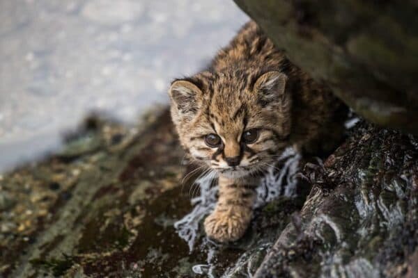 Чилийская кошка, фото из интернета