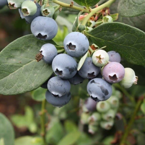 Как вырастить голубику в Краснодарском крае | derevosad | Дзен