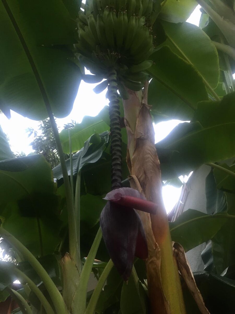 Бананы на территории отеля фото из личного архива